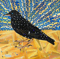 Blackbird with Blue Rays