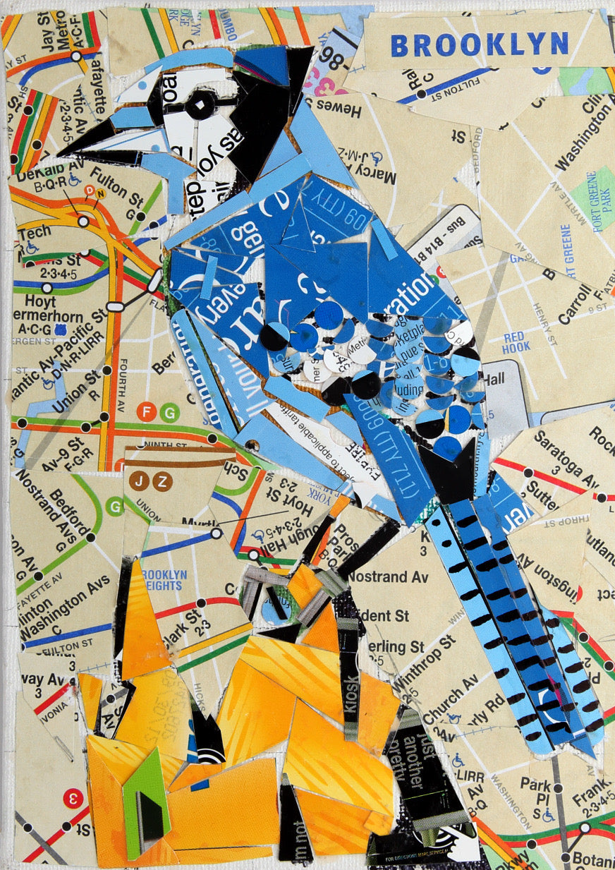 Blue Jay